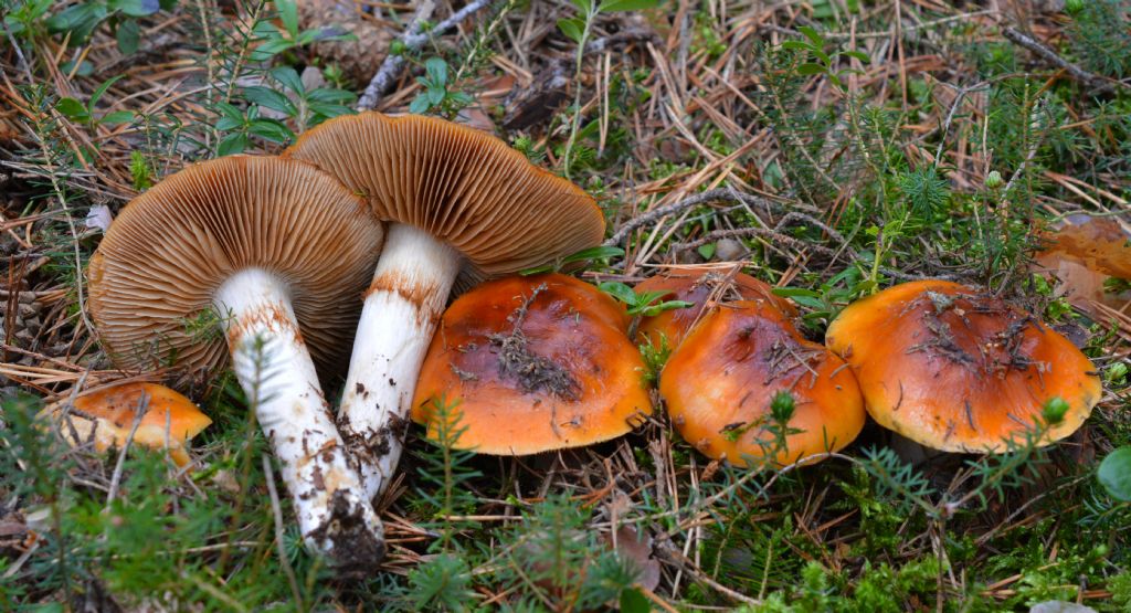 Cortinarius mucosus (Bull.) J. Kickx f.